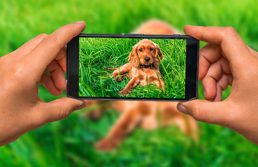 5 Ways That Can Help You Take Great Pictures of Your Dog
