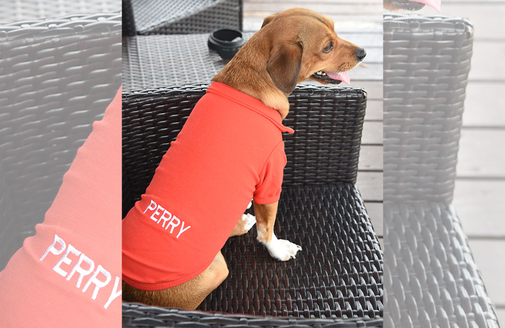 Trends That Are Ruling The Pet Apparel Industry