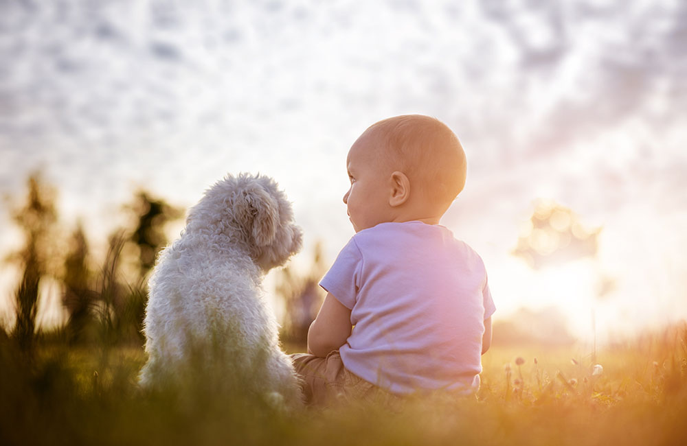8 Helpful Ways To Introduce A Dog To A Baby